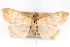  ( - CNCLEP00075328)  @11 [ ] CreativeCommons - Attribution Non-Commercial Share-Alike (2010) Jean-Francois Landry, CNC and Zhaofu Yang, BIO Canadian National Collections