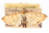  ( - CNCLEP00075331)  @11 [ ] CreativeCommons - Attribution Non-Commercial Share-Alike (2010) Jean-Francois Landry, CNC and Zhaofu Yang, BIO Canadian National Collections