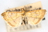  ( - CNCLEP00075332)  @11 [ ] CreativeCommons - Attribution Non-Commercial Share-Alike (2010) Jean-Francois Landry, CNC and Zhaofu Yang, BIO Canadian National Collections