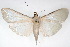  ( - CNCLEP00075560)  @14 [ ] CreativeCommons - Attribution Non-Commercial Share-Alike (2010) Jean-Francois Landry, CNC and Zhaofu Yang, BIO Canadian National Collections