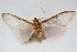  ( - CNCLEP00075567)  @11 [ ] CreativeCommons - Attribution Non-Commercial Share-Alike (2010) Jean-Francois Landry, CNC and Zhaofu Yang, BIO Canadian National Collections