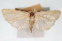  ( - CNCLEP00075635)  @11 [ ] CreativeCommons - Attribution Non-Commercial Share-Alike (2010) Jean-Francois Landry, CNC and Zhaofu Yang, BIO Canadian National Collections