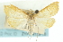  ( - CNCLEP00074328)  @11 [ ] CreativeCommons - Attribution (2010) CBG Photography Group Centre for Biodiversity Genomics